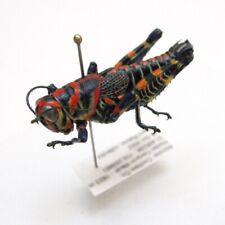 Dactylotum bicolor Rainbow Grasshopper Orthoptera Real Insect Pinned Arizona USA picture
