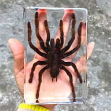 Insect In Resin Specimen Paperweight Tarantula Collection Science Education picture
