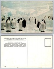Emperor Penguins Antarctica Chicago Natural History Museum Postcard picture