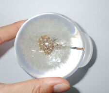 80 mm Clear Sphere Mongolian Dandelion Flower Education Plant Specimen picture