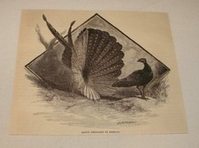 1886 magazine engraving~ ARGUS PHEASANT IN MATING DISPLAY picture
