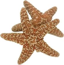 5 Large Natural Sugar Starfish Seashell Rare Real Aquarium Home Deco 4-6