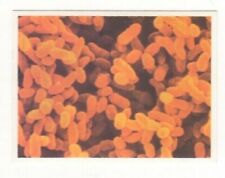 Sanitarium Weet-bix #03 Bacteria as seen under an electron microscope picture