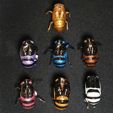 Hand Painted Real Cicada Shell | Choose Your Color | Genuine Cicada Exoskeleton picture