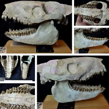 Open Mouth Oreodont Skull, Merycoidodon Fossil, Badlands, South Dakota, O1522 picture