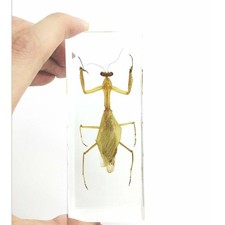 Real Praying Mantis Clear Resin Specimen Paperweight Science Education 4.4" picture