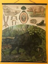 Original vintage zoological pull down school chart of Wild boar , A. Kull picture