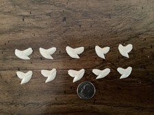 10 pcs. Modern Tiger shark teeth - 5/8" - 11/16" -   picture