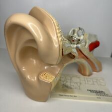 Vintage Denoyer Geppert Large Ear Model 3-Part Anatomical Display Teaching Aid picture