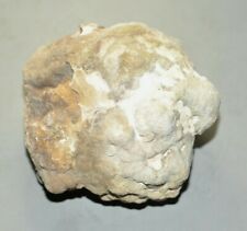 Colorado Stromatolite picture