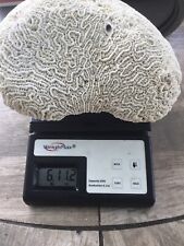  Beautiful Natural Brain Coral Fossil- Large  picture