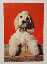 Vintage Hallmark Postcard : Cocker Spaniel picture