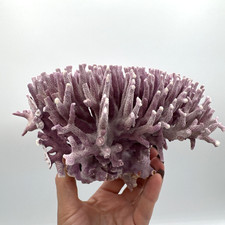 Rare Vintage Purple Reef Coral, Hydrocoral Allopora Californica 6.5”x4”x4.5” picture