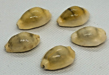 5 units of Cypraea Moneta Sea Shell Shell 5 pcs from 22 to 24 millimeters picture