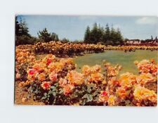 Postcard San Jose Municipal Rose Garden Santa Clara County California USA picture