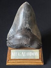 5.3” Inch Killer Megalodon Tooth For Sale With Fossil Whale Bone Bite Marks picture