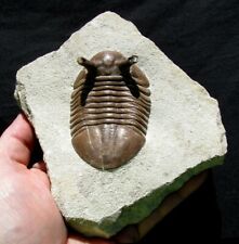 EXTINCTIONS- KILLER ASAPHUS INTERMEDIUS TRILOBITE WITH VERY LONG, STALKED EYES picture