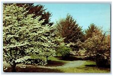 1954 Dogwood Tree Thornrose Staunton Williamsburg Virginia VA Vintage Postcard picture