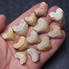 12 pieces Shark Squalicorax Pristodontus Corax Tooth Teeth Fossil lot picture