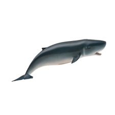 CollectA Realistic Animal Replica Pygmy Sperm Whale Figure Medium Ages 3+ picture