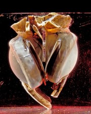 1969 First Artificial Heart Health & Medicine Smithsonian 8x10 Glossy Photo picture