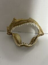 Tiger Shark Wide Jaw Bone Taxidermy with Teeth 4” Wide x 5” Opening picture