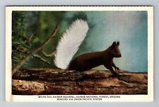 Kaibab National Forest AZ-Arizona, White Tail Kaibab Squirrel Vintage Postcard picture