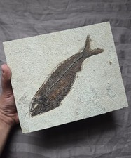 Rare Record Size Fossil Fish Trophy Knightia Green River Formation Eocene  picture