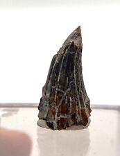 1.9 cm Eryops tooth - Fossil Permian amphibian - Waurika, Oklahoma picture