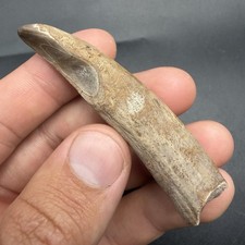 Fossil Sperm Cetacean Tooth SWFL 2.79” Megalodon Era Cetacean Tooth picture