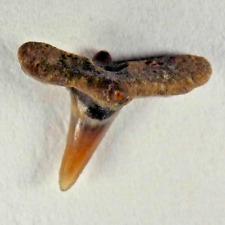MICRO Uncommon 5.32 mm Fossil Extinct Cretorectolobus olsoni Shark Tooth - WY picture