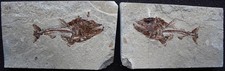 Viper Fish Eurypholis 128 Stomach Remains Excellent Both Sides - Fossils Lebanon picture