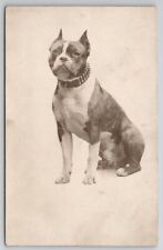 RPPC Beautiful Pit Bull Dog Portrait Studded Collar Real Photo Postcard S27 picture