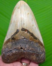 MEGALODON SHARK TOOTH - 5 & 5/16 in  -w/ DISPLAY STAND - MEGLADONE picture