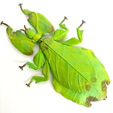 Mimicry Insect 1/1 Scale Figure Giant Malaysian Leaf Insect Takara Tomy A.R.T.S picture