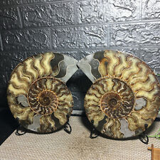 3.3kg1 pairs of Split conch Ammonite fossil Specimen Shell Healing Madagascar 3 picture