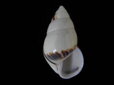 Land snails Amphidromus perversus rufocintus 49.2mm ID#6129 picture