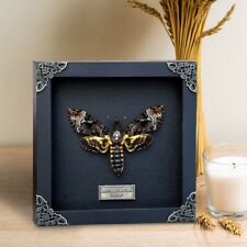 Real Framed Death Head Moth Acherontia Frame Dried Butterfly Insect Wall Decor picture