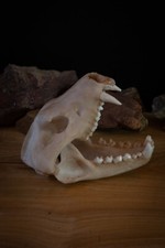 Tasmanian Devil Skull Replica Life Size Australian Marsupial Premium Resin picture