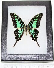 Graphium antheus REAL FRAMED BUTTERFLY BLUE GREEN SWALLOWTAIL AFRICA picture