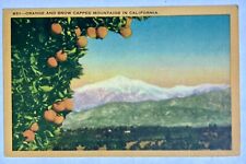 Orange Tree. Snow Capped Mountain. California. CA Vintage Postcard 1951 picture
