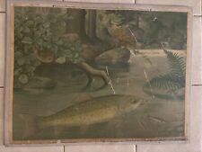 Original vintage zoological hard  school chart of Salmon picture