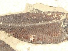 50 Million Year Old Green River Formation FISH Fossil Wyoming 610gr picture