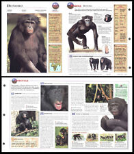 Fold-Out Sheet - Bonobo - 122 picture