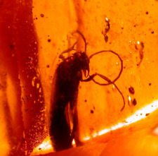 Large Winged Ant with Piercing Jaws in Dominican Amber Fossil Gemstone picture
