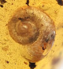 Scarce Gastropoda (Land Snail), Fossil Inclusion in Burmese Amber picture