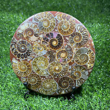 Natural Ammonite Disc Fossil Conch Specimen Crystal Healing Reiki +Stand 1PC picture