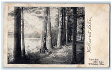 1909 Views From Silver Lake Tree-lined Wilmington Massachusetts MA Postcard picture