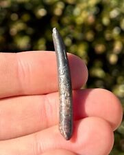 BIG Pterosaur Flying Dinosaur Tooth 1.6” from Niger Fossil Cretaceous Age Dino picture
