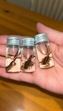 3x SCORPION WET SPECIMENS science education oddities arachnids spider insect picture